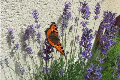 <i>Aglais urticae</i>