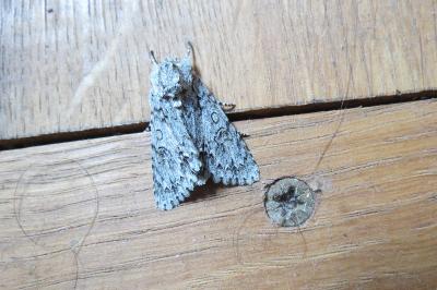 <i>Acronicta rumicis</i>