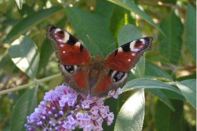 <i>Aglais io</i>
