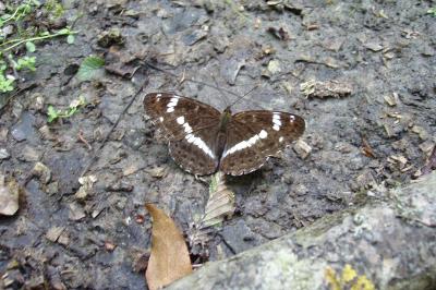 <i>Limenitis camilla</i>