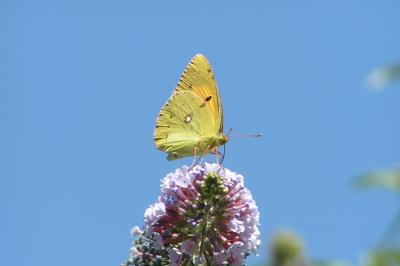 <i>Colias crocea</i>