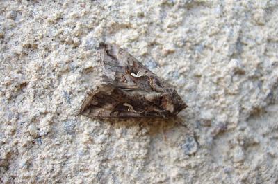 <i>Autographa gamma</i>