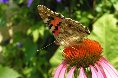 <i>Vanessa cardui</i>