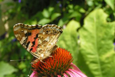 <i>Vanessa cardui</i>