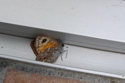 <i>Lasiommata maera</i>