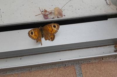 <i>Lasiommata maera</i>