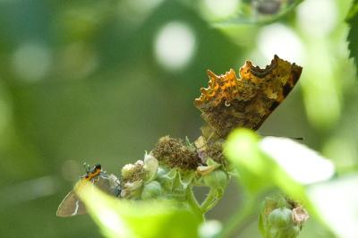 <i>Satyrium w-album</i>