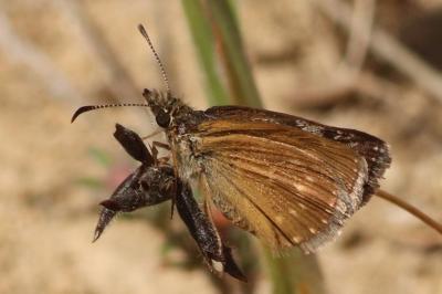 <i>Erynnis tages</i>