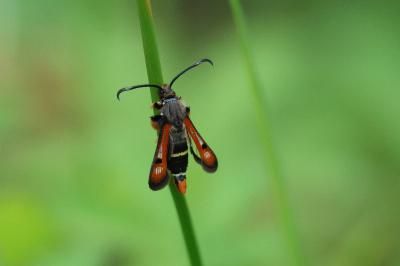 <i>Pyropteron chrysidiforme</i>