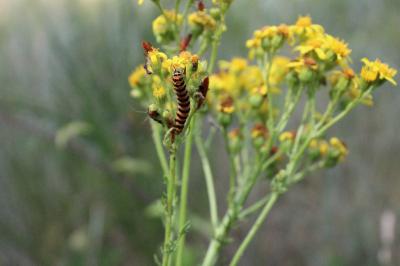 <i>Tyria jacobaeae</i>