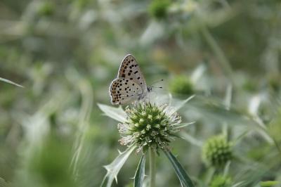 <i>Lycaena tityrus</i>