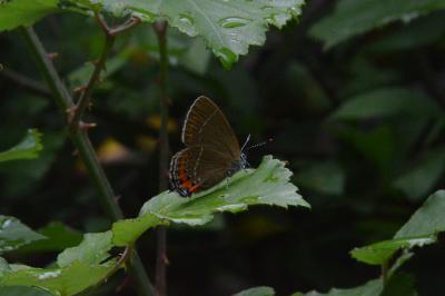 <i>Satyrium pruni</i>
