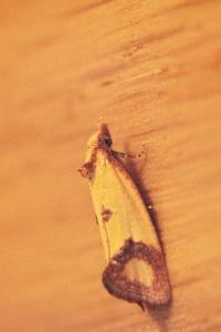 <i>Agapeta zoegana</i>
