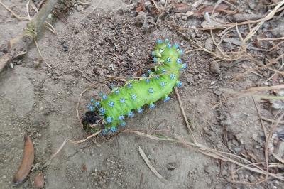 <i>Saturnia pyri</i>