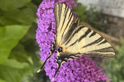 <i>Iphiclides podalirius</i>
