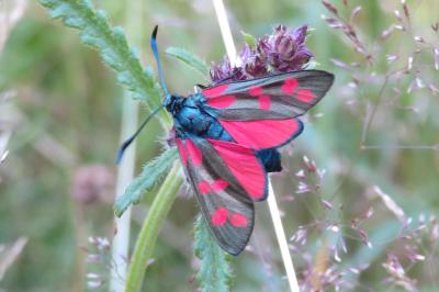 <i>Zygaena filipendulae</i>
