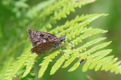 <i>Erynnis tages</i>
