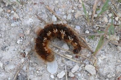 <i>Euthrix potatoria</i>