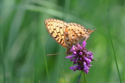 <i>Speyeria aglaja</i>