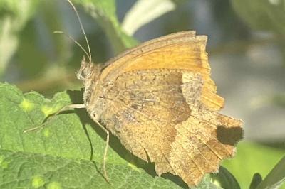 <i>Maniola jurtina</i>