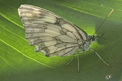 <i>Melanargia galathea</i>