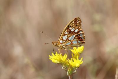 <i>Issoria lathonia</i>