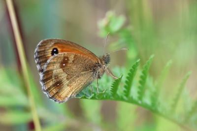 <i>Pyronia tithonus</i>