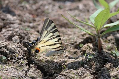<i>Iphiclides podalirius</i>