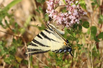 <i>Iphiclides podalirius</i>