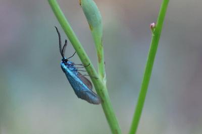<i>Jordanita globulariae</i>