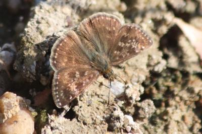<i>Erynnis tages</i>