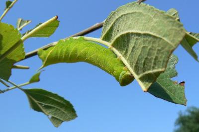 <i>Smerinthus ocellatus</i>