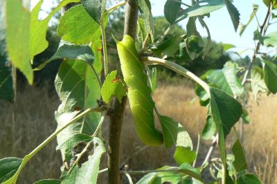 <i>Smerinthus ocellatus</i>