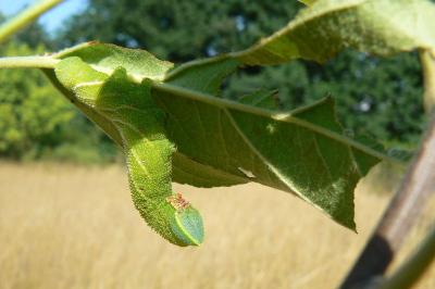<i>Smerinthus ocellatus</i>