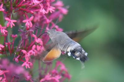 <i>Macroglossum stellatarum</i>
