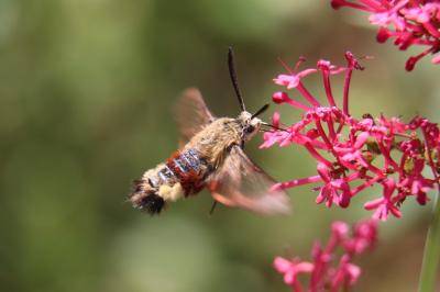 <i>Hemaris fuciformis</i>