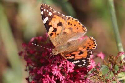 <i>Vanessa cardui</i>