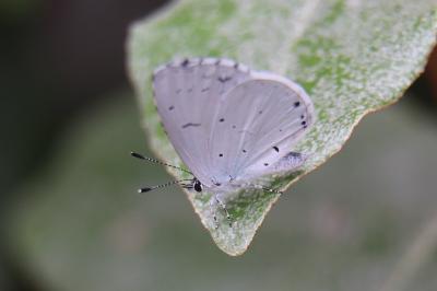 <i>Celastrina argiolus</i>