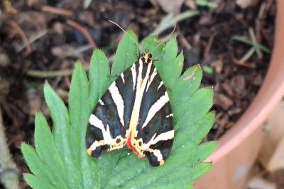 <i>Euplagia quadripunctaria</i>