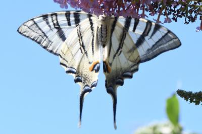 <i>Iphiclides podalirius</i>