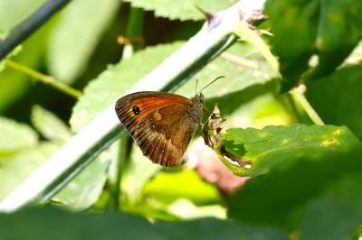 <i>Pyronia tithonus</i>