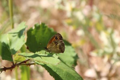 <i>Pyronia tithonus</i>