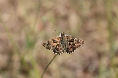 <i>Carcharodus alceae</i>
