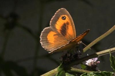<i>Pyronia tithonus</i>