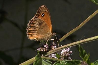 <i>Pyronia tithonus</i>
