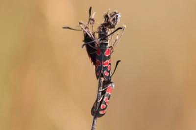 <i>Zygaena carniolica</i>