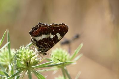 <i>Araschnia levana</i>
