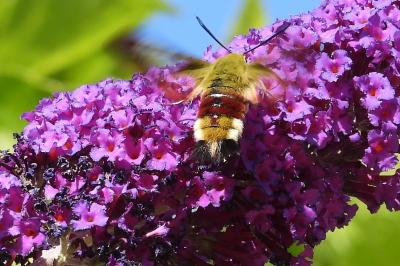 <i>Hemaris fuciformis</i>