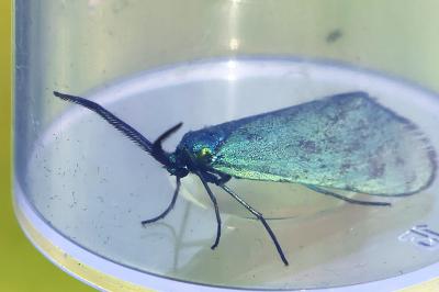 <i>Jordanita globulariae</i>