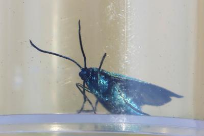 <i>Jordanita globulariae</i>